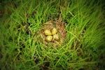 Fot.: B. Kala - gniazdo kulika wielkiego z podłożonymi atrapami jaj